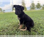 Puppy 3 German Shepherd Dog