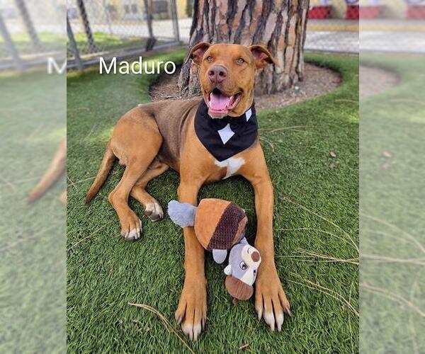 Medium Photo #2 Doberman Pinscher-Unknown Mix Puppy For Sale in Downey, CA, USA