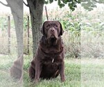 Small Photo #1 Labrador Retriever Puppy For Sale in SYRACUSE, IN, USA
