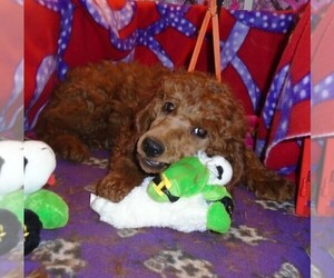 Medium Poodle (Standard)