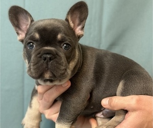 French Bulldog Puppy for sale in BAKERSFIELD, CA, USA