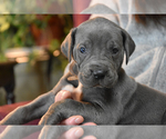 Small Photo #15 Great Dane Puppy For Sale in DANIELSON, CT, USA