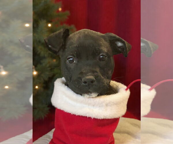 Medium Photo #6 American Staffordshire Terrier-Unknown Mix Puppy For Sale in Holly Springs, NC, USA