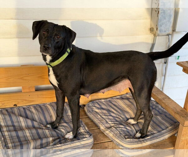 Medium Photo #3 Labrador Retriever-Unknown Mix Puppy For Sale in Wakefield, RI, USA