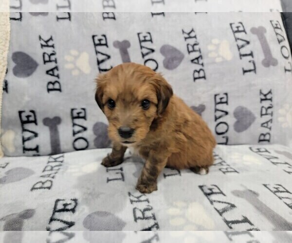 Medium Photo #4 Aussie-Poo Puppy For Sale in DORAL, FL, USA