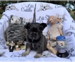 Small Photo #73 French Bulldog Puppy For Sale in MIMS, FL, USA