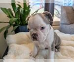 Small #5 Faux Frenchbo Bulldog
