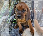 Small #3 Redbone Coonhound
