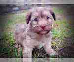 Small Photo #6 Havanese Puppy For Sale in MARSHFIELD, MO, USA