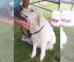 Small #3 Great Pyrenees