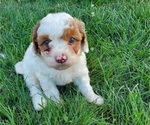 Small #14 Bernedoodle (Miniature)
