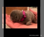 Small Photo #4 French Bulldog Puppy For Sale in PLACERVILLE, CA, USA