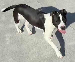 Mutt Dogs for adoption in San Martin, CA, USA