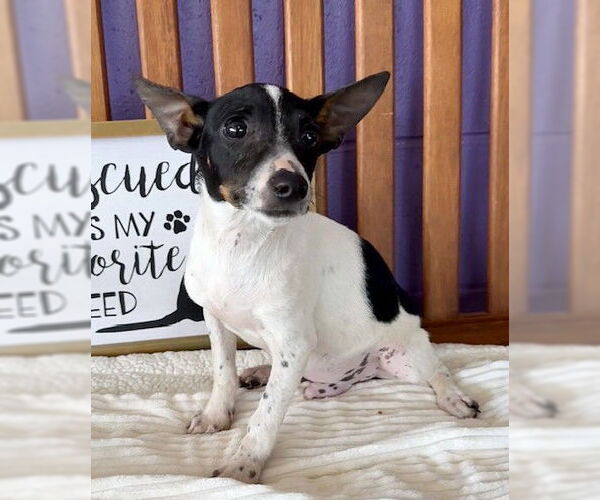 Medium Photo #3 Rat Terrier-Unknown Mix Puppy For Sale in Genesee, WI, USA