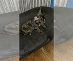 Small Photo #49 French Bulldog Puppy For Sale in NEWARK, NJ, USA