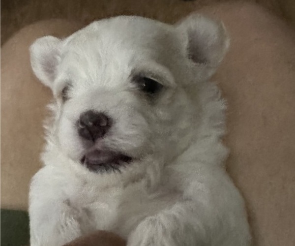 Medium Photo #4 Maltese-Shih Apso Mix Puppy For Sale in INDIANA, PA, USA