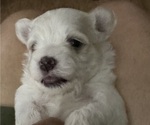 Small Photo #4 Maltese-Shih Apso Mix Puppy For Sale in INDIANA, PA, USA