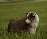 Small #2 Shetland Sheepdog