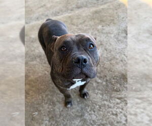 Mutt Dogs for adoption in Riverside, CA, USA