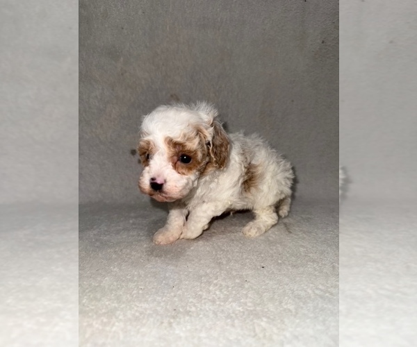 Medium Photo #1 Cavapoo (Miniature) Puppy For Sale in MUNFORDVILLE, KY, USA