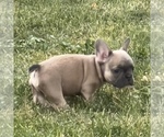 Puppy Puppy 2 Comet French Bulldog
