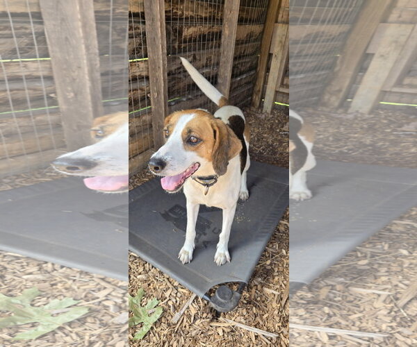 Medium Photo #6 Mutt Puppy For Sale in Rustburg, VA, USA
