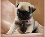 Small Photo #12 Pug Puppy For Sale in WINNSBORO, TX, USA