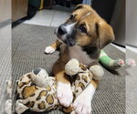 Small Photo #2 German Shepherd Dog-Unknown Mix Puppy For Sale in Minneapolis, MN, USA