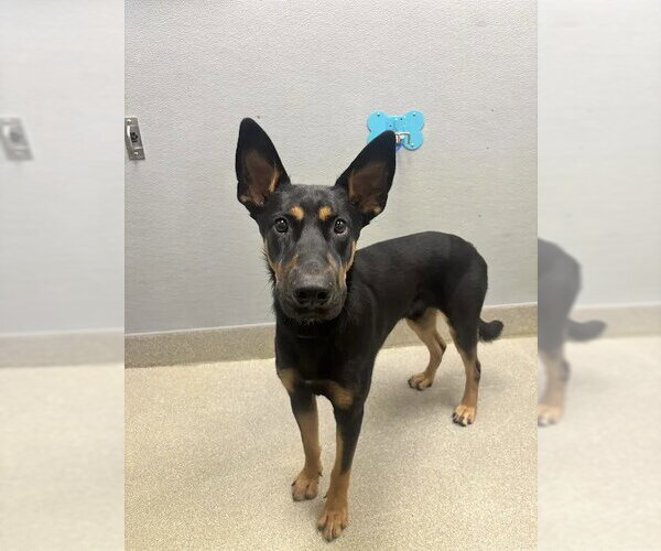 Medium Photo #1 German Shepherd Dog-Unknown Mix Puppy For Sale in Las Vegas, NV, USA