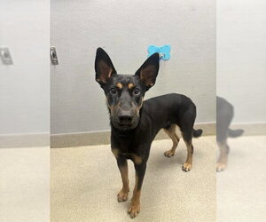 German Shepherd Dog-Unknown Mix Dogs for adoption in Las Vegas, NV, USA