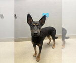 Small German Shepherd Dog Mix