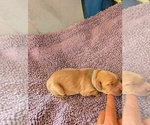 Small #11 English Cream Golden Retriever