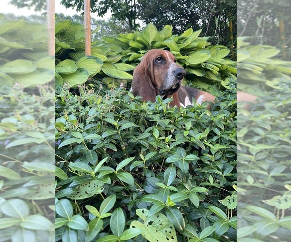 Medium Photo #1 Basset Hound Puppy For Sale in COLUMBIA CROSS ROADS, PA, USA