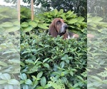Small Photo #1 Basset Hound Puppy For Sale in COLUMBIA CROSS ROADS, PA, USA
