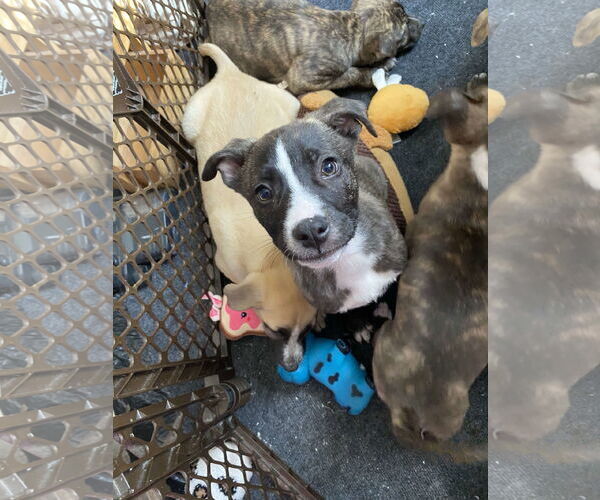 Medium Photo #22 American Staffordshire Terrier-German Shepherd Dog Mix Puppy For Sale in McDonough, GA, USA