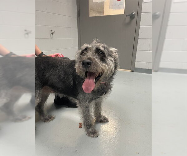 Medium Photo #1 Miniature Schnauzer-Poodle (Miniature) Mix Puppy For Sale in St. Cloud, FL, USA