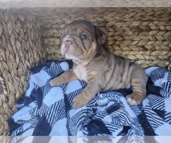 Medium Photo #5 Bulldog Puppy For Sale in RIVERSIDE, CA, USA