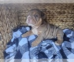 Small Photo #17 Bulldog Puppy For Sale in RIVERSIDE, CA, USA