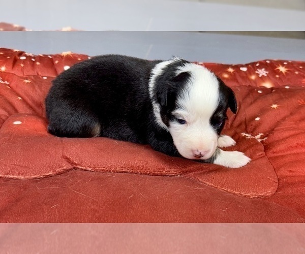 Medium Photo #74 Australian Shepherd Puppy For Sale in SALISBURY, NC, USA