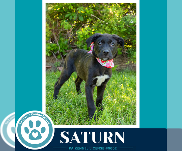 Medium Photo #5 Labrador Retriever-Unknown Mix Puppy For Sale in Kimberton, PA, USA