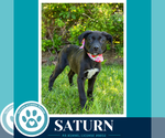 Small Photo #5 Labrador Retriever-Unknown Mix Puppy For Sale in Kimberton, PA, USA