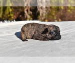 Small #2 Pug