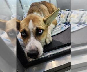 Mutt Dogs for adoption in San Antonio, TX, USA