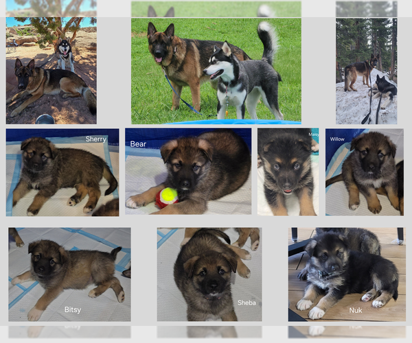 Medium Photo #1 Alaskan Shepherd Puppy For Sale in SHAWBORO, NC, USA