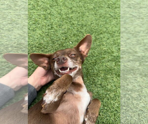 Medium Photo #5 Chihuahua-Unknown Mix Puppy For Sale in San Francisco, CA, USA