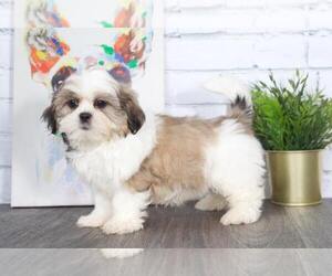 Shih Tzu Puppy for sale in RED LION, PA, USA