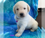 Small Photo #1 Labrador Retriever Puppy For Sale in PALM COAST, FL, USA