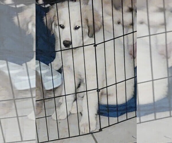 Medium Photo #14 German Shepherd Dog-Great Pyrenees Mix Puppy For Sale in JONESBORO, GA, USA