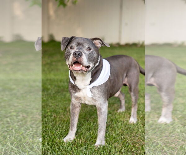 Medium Photo #20 Staffordshire Bull Terrier-Unknown Mix Puppy For Sale in Crete, IL, USA