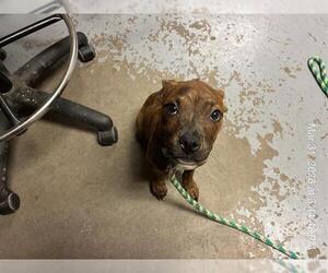 American Pit Bull Terrier-Unknown Mix Dogs for adoption in Ocala, FL, USA